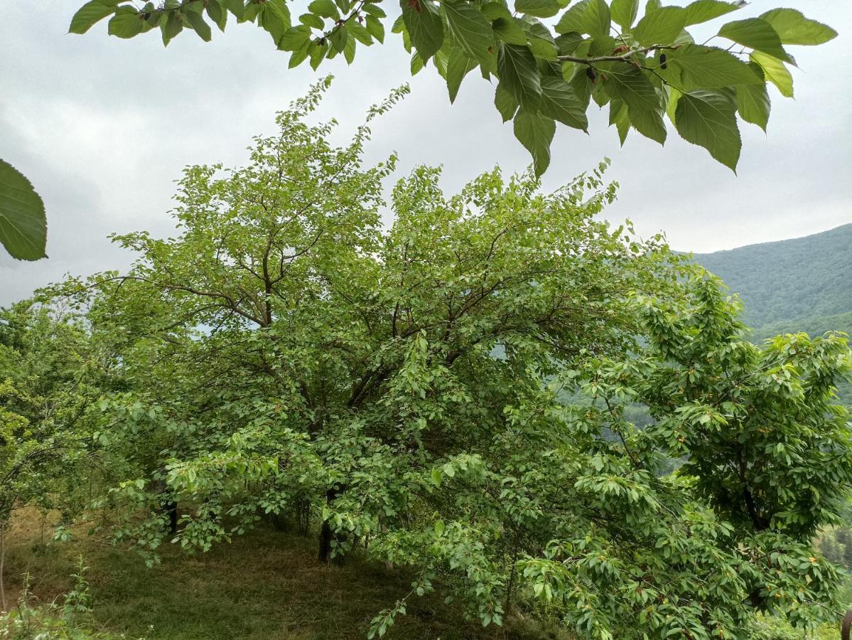 Green Garden Иджеван Экстерьер фото
