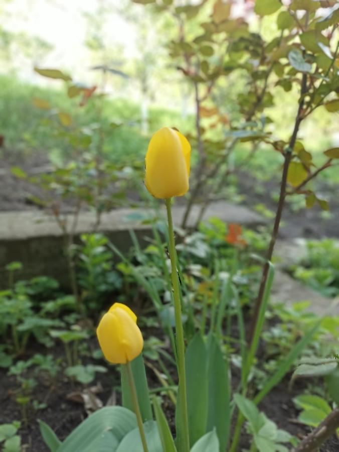 Green Garden Иджеван Экстерьер фото